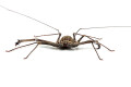 Damon medius Benin adult